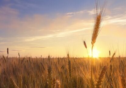 Wheat Field